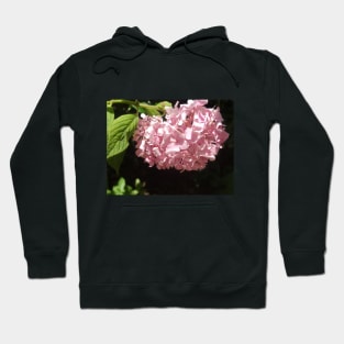 Beautiful photograph of hydrangea flowers Hoodie